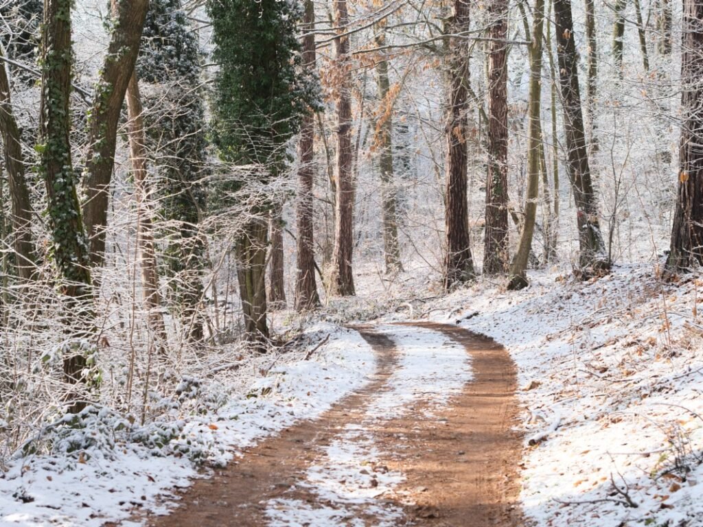 Chemin gravel en forêt sous une fine couche de neige, où deux traces de roues laissent apparaître la terre.